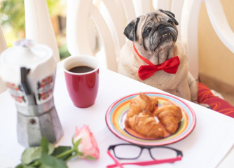 An old and beloved pug dog looking at its owner waiting the authorization to have a small piece of a fresh croissant. The best friend for every people. Table with a rose and eyeglasses