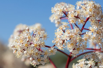 White blooming flowers with blue sky on background.