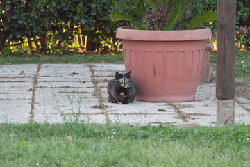 Three colored cat is sitting near pot.