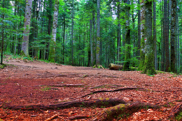 trees with moss in midnight