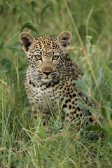 Fototapeta na wymiar A young Leopard cub in the grass 