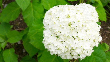 White hydrangea and green leaves