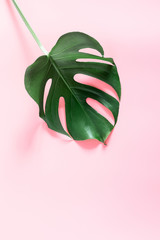 Tropical green leaves Monstera on pastel pink background. Flat lay, top view, copy space