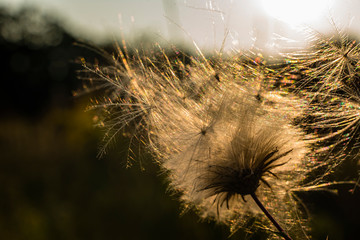 Seed of a thistle, Flying Seed, Close up of thistle seed, abstract