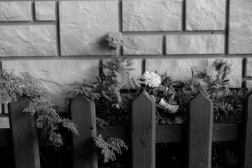 Small wooden fence with flowers
