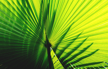 Green palm leaf Beautiful lines.