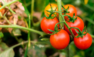 Ripe red tomatoes are on the green foliage background, hanging on the vine of a tomato tree in the garden.