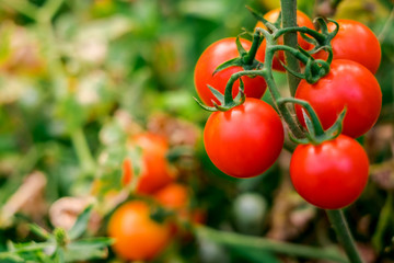 Ripe red tomatoes are on the green foliage background, hanging on the vine of a tomato tree in the garden.