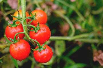 Ripe red tomatoes are on the green foliage background, hanging on the vine of a tomato tree in the garden.