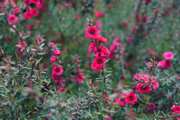 Pink waxflowers (Chamelaucium) growing on a shrub