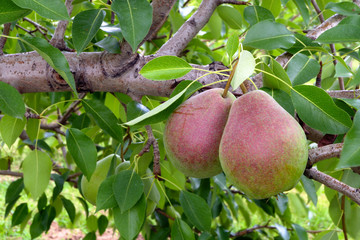 fresh fruits in tree pears organic agriculture summer harvest