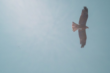 oiseau