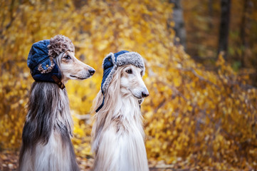 Two stylish Afghan hounds, dogs, in funny fur hats on the background of the autumn forest. Concept clothes for animals, fashion for dogs