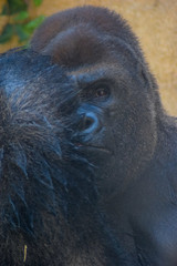 Gorilla