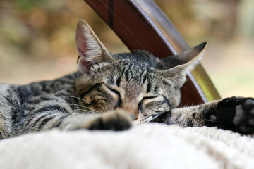 Naklejka na ściany i meble closeup of grey tabby cat sleeping on white pillows