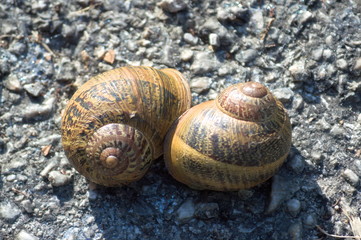 Close-up of a couple of snail together on the ground