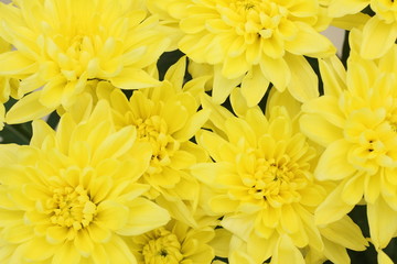 Yellow flower. Chrysanthemum chamomile flowers background. Yellow flowers bouquet bright floral chrysanthemum background