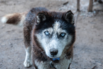 Dog breed Husky with  blue eyes,  looking at the camera