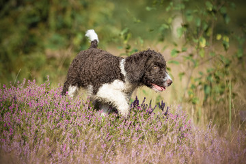 perro de agua espanol spanischer wasserhund