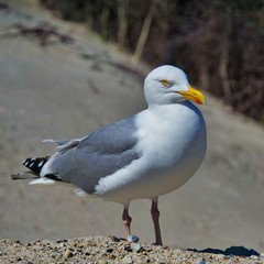 european herring gull on heligoland