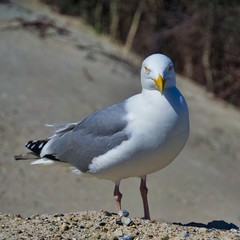 european herring gull on heligoland