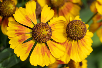 Helens Flower, Helenium