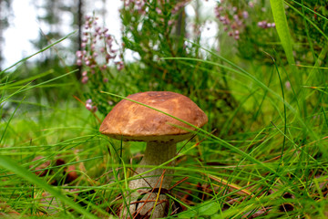 Rough-stemmed bolete in a forest, natural