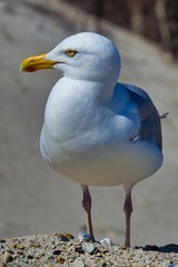 european herring gull on heligoland