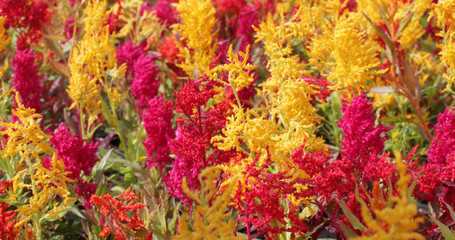 panoramic view of Celosia flower for beautiful environment and garden
