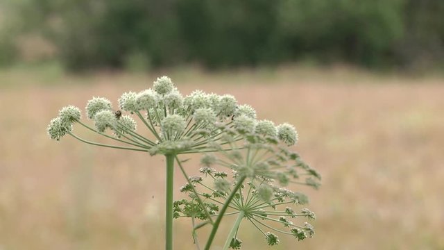 Cicuta virosa, the cowbane or northern water hemlock (Cicuta virosa) is a poisonous plant which contains cicutoxin that disrupts the workings of the central nervous system