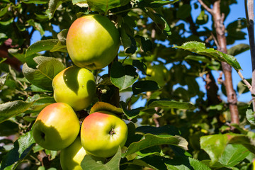 Ripe apples hang on branches