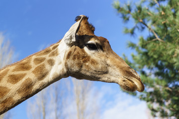 the head of a beautiful giraffe against the sky. Bottom view