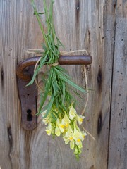 Antikes Türschloss und Leinkraut