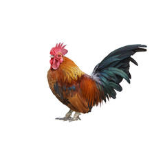 a Beautiful bright rooster stands sideways. Look at the camera