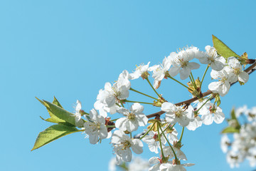 Blooming cherry on a background of clear blue sky.