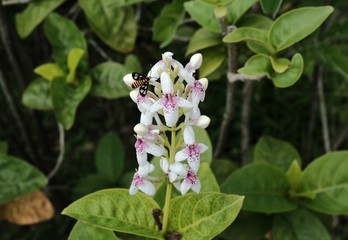 Pseuderanthemum carruthersii, also known as purple false eranthemum