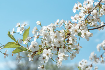 Blooming cherry on a background of clear blue sky.