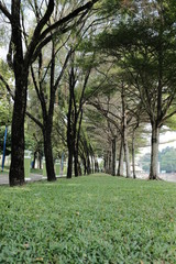 trees in the park