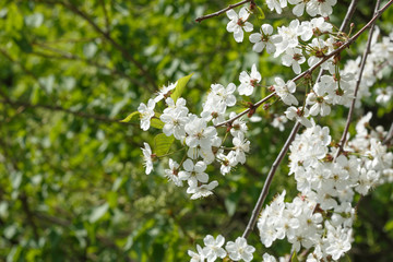 Spring blooming cherry orchard. White flowers on a background of green foliage.