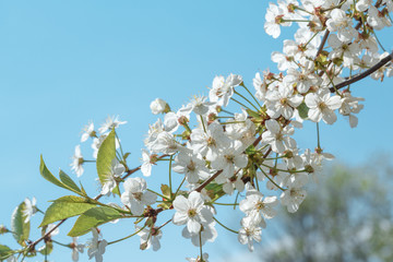 Blooming cherry on a background of clear blue sky.