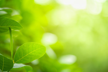Fototapeta na wymiar Closeup nature view of green leaf on greenery blurred background in garden