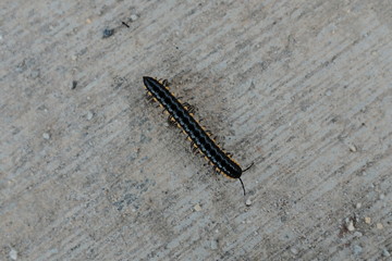 millipede on cement