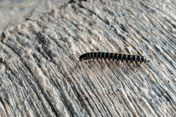 millipede on cement