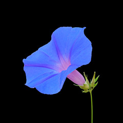 Blue flower isolated on black background