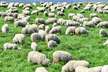 Schafherede grast im Frühling