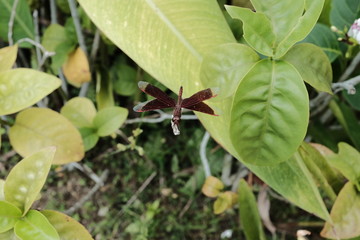 dragonfly on leaves