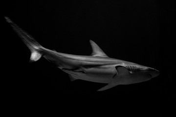 Fototapeta na wymiar Shark