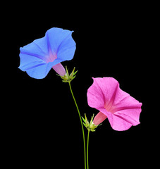 Blue and pink flowers isolated on a black background