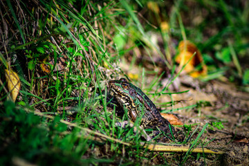 A small frog on a sandy beach on a Sunny day in August