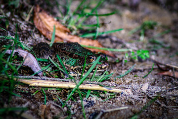 The frog hid in the grass
